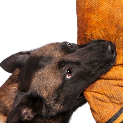 Dog Bite Attorney Roseville CA - Gingery Hammer Schneiderman LLP